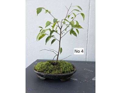 Bonsai Fig Tree 2020 40Cm High X 27Cm Wide In Brow...