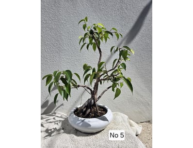 House & Homewares (A91001) - Lot 1377