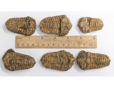 Antiques, Vintage & Interior Treasures (A998) - Lot 1513