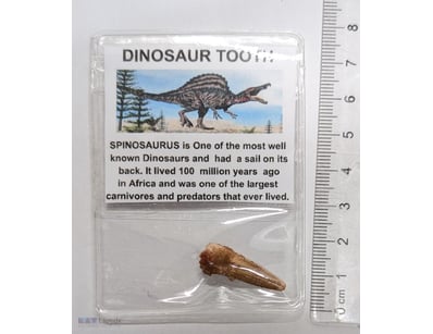 100 MILLION YEAR OLD SPINOSAURUS DINOSAUR TOOTH FO...