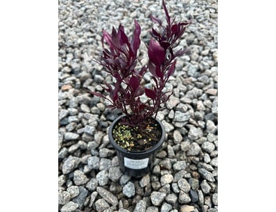 Plenty of Plants - Trees & Shrubs (NSWA977) - Lot 35
