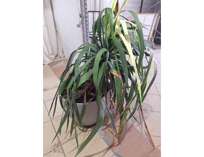 House & Homewares (A1003) - Lot 1445