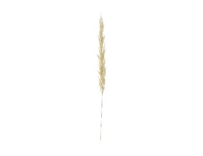 RRP: $479, Pampas Grass (3pk) Ivory 1160mm, 505941...
