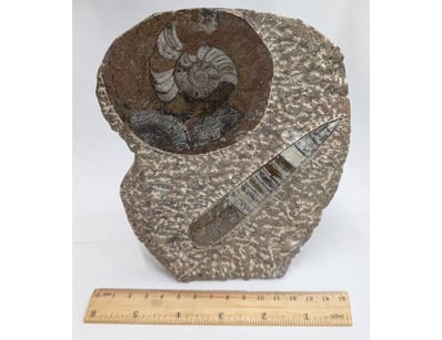 The Curio Collection (A999) - Lot 554