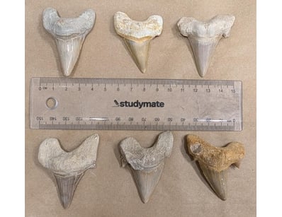 The Curio Collection (A985) - Lot 1124