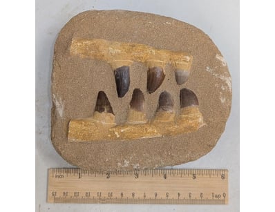 The Curio Collection (A999) - Lot 575