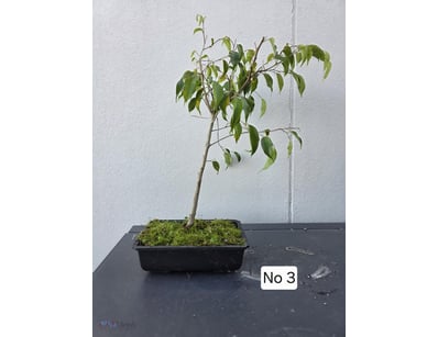 Bonsai Fig Tree 2020 50Cm High X 20Cm Wide In Blac...