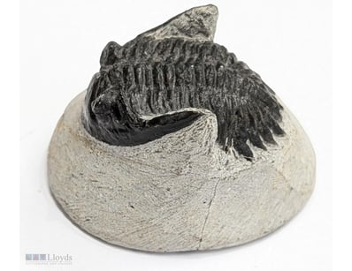 400 MILLION YEAR OLD TRILOBITE FOSSIL FROM MOROCCO...