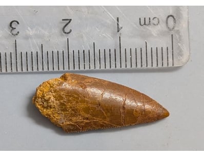 The Curio Collection (A999) - Lot 596