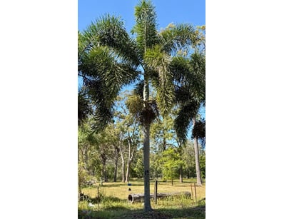 Palm Tree, used for ornamental landscaping.

Note:...