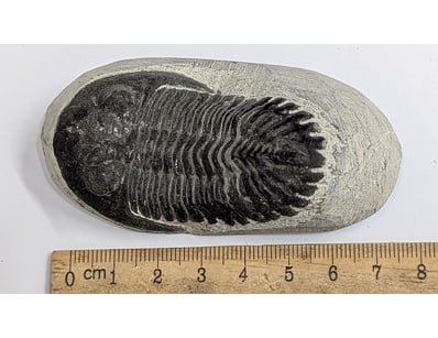 Antiques, Vintage & Interior Treasures (A998) - Lot 1516