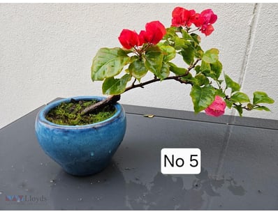 Red Bougainvillea Bonsai Tree 2022 In Blue Pot Wit...