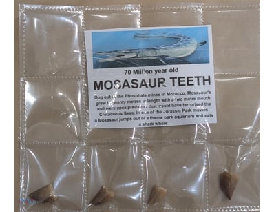 FOUR 70 MILLION YEAR OLD FOSSIL MOSASAUR TEETH FRO...