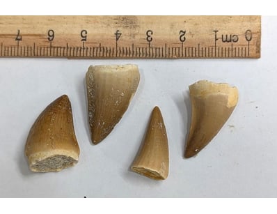 The Curio Collection (A988) - Lot 5030