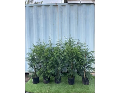 Plenty of Plants - Trees & Shrubs (NSWA977) - Lot 59