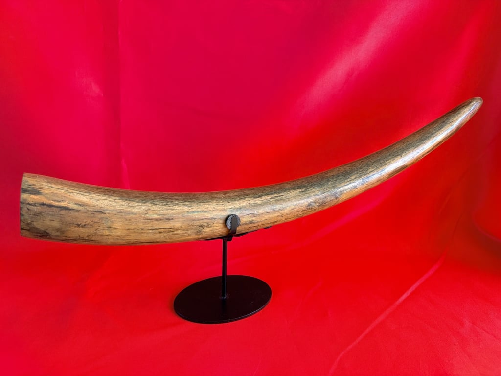 INCREDIABLE AUTHENTIC ORIGINAL 40,000 WOOLLY MAMMOTH TUSK.