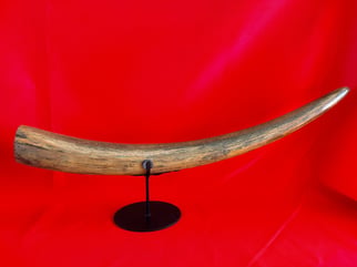 INCREDIABLE AUTHENTIC ORIGINAL 40,000 WOOLLY MAMMOTH TUSK.