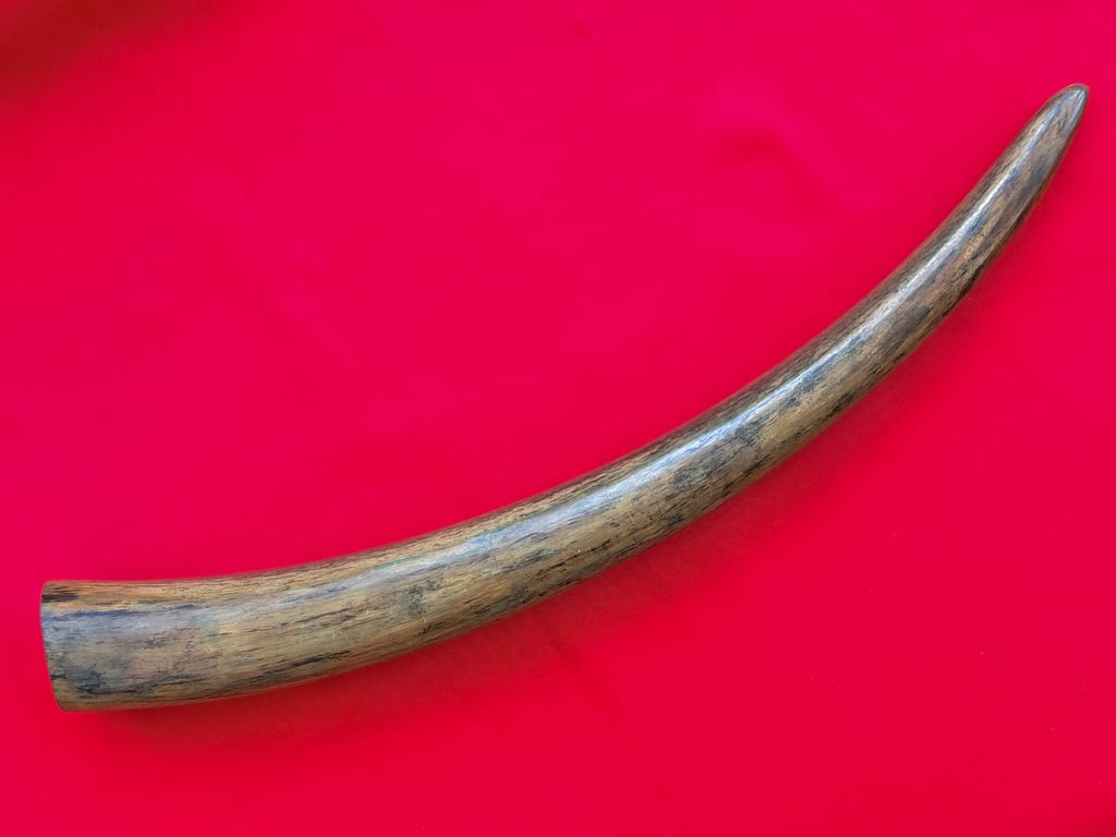 INCREDIABLE AUTHENTIC ORIGINAL 40,000 WOOLLY MAMMOTH TUSK.