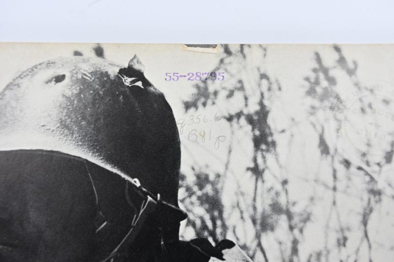 Book US Paratrooper Bradley, Francis X. / Wood, H. Glen