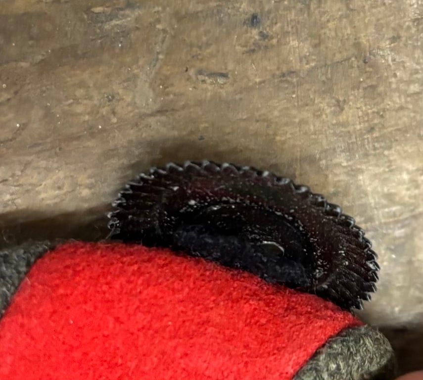 M 1907 Prussian Infantry Feldmutze