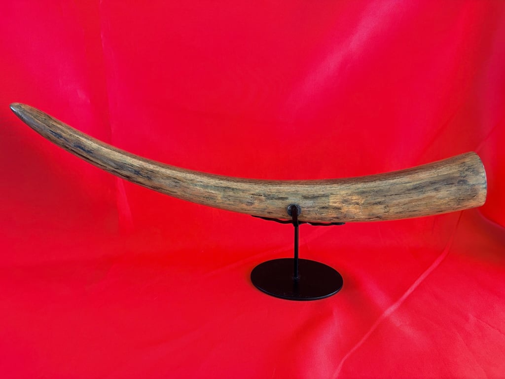 INCREDIABLE AUTHENTIC ORIGINAL 40,000 WOOLLY MAMMOTH TUSK.