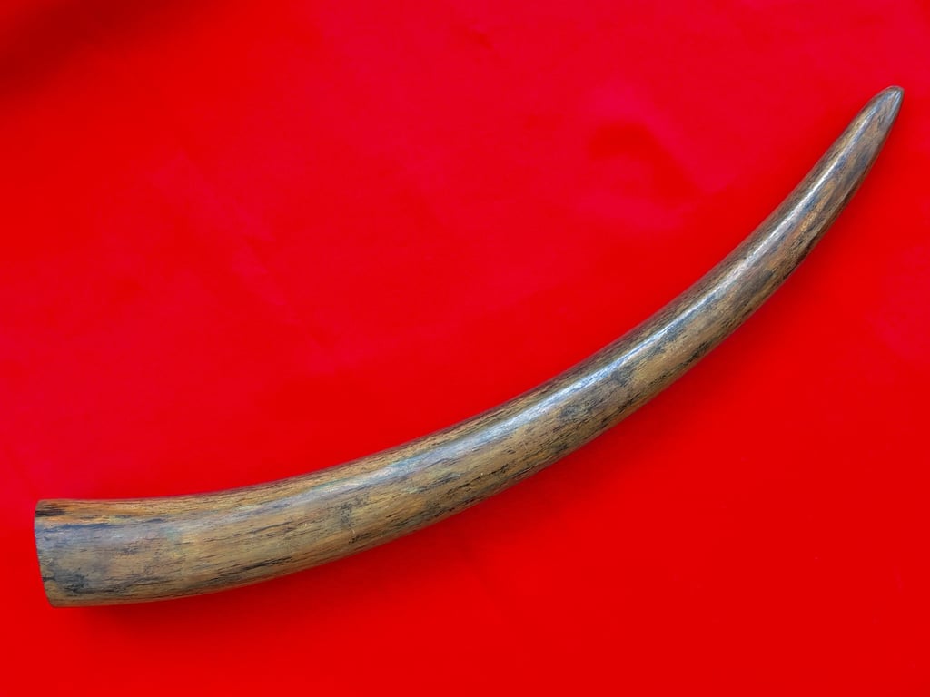 INCREDIABLE AUTHENTIC ORIGINAL 40,000 WOOLLY MAMMOTH TUSK.