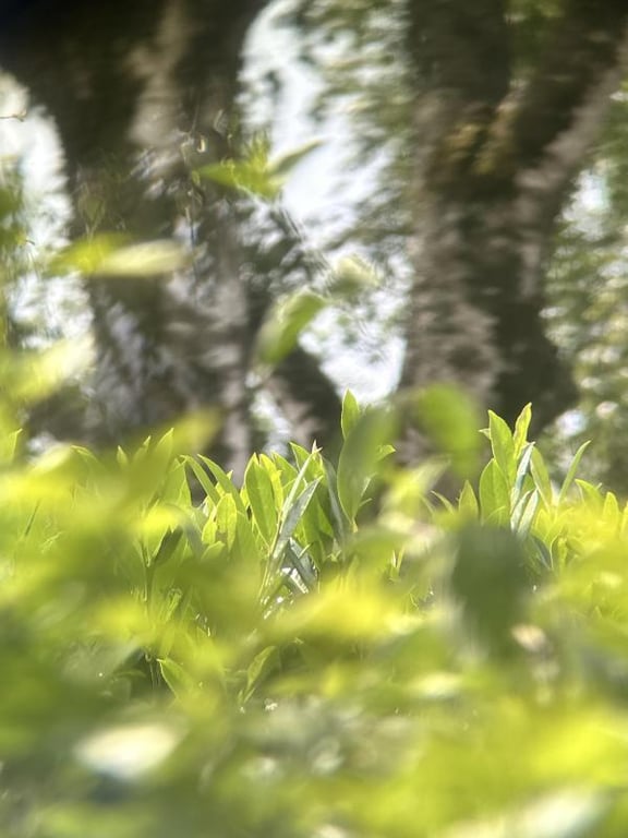 Flak Binoculars Rm.F 12x60 -BLC-