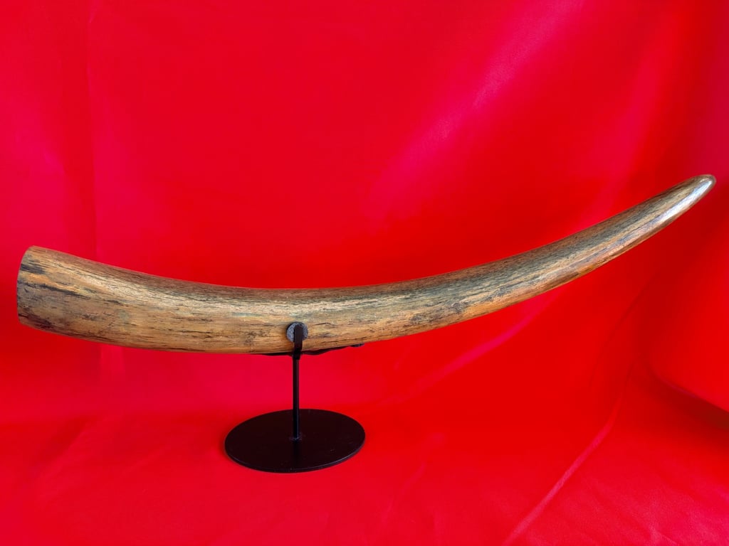INCREDIABLE AUTHENTIC ORIGINAL 40,000 WOOLLY MAMMOTH TUSK.
