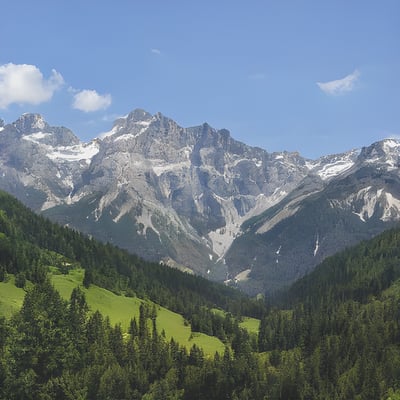 A herd of cattle grazing on a lush green hillside