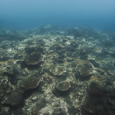 A large group of fish swimming over a coral reef