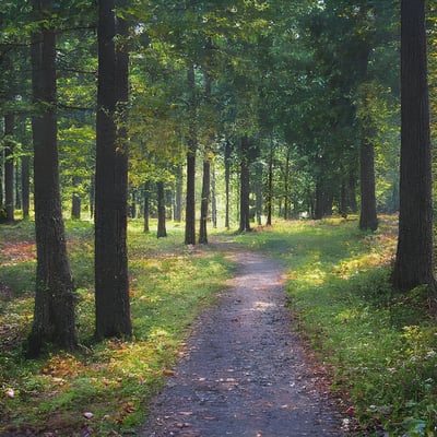 A path in the middle of a forest with lots of trees