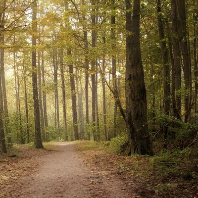 A dirt path in the middle of a forest