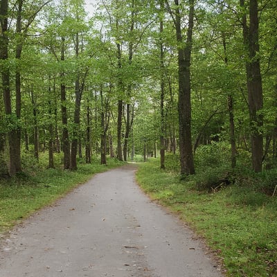 A dirt road in the middle of a forest