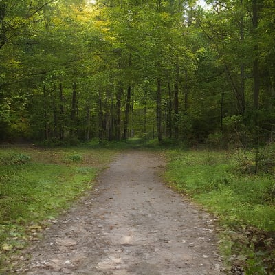 A dirt road in the middle of a forest