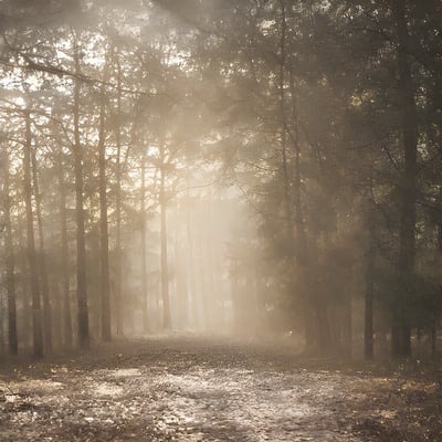 A horse standing in the middle of a forest