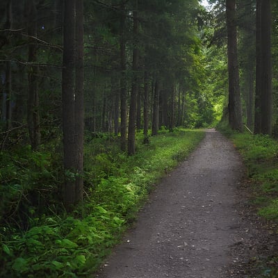 A dirt road in the middle of a forest