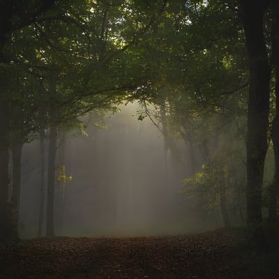 A foggy forest filled with lots of trees