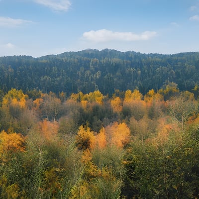 A forest filled with lots of tall trees