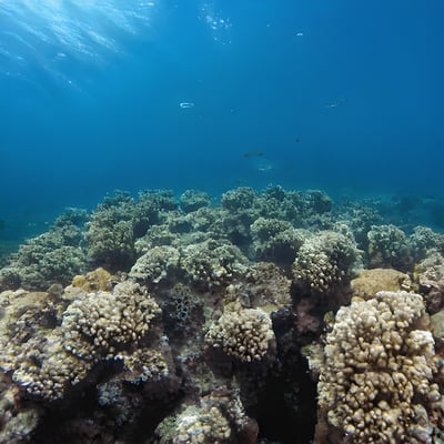 A large group of fish swimming over a coral reef