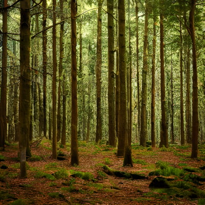 A forest filled with lots of tall trees