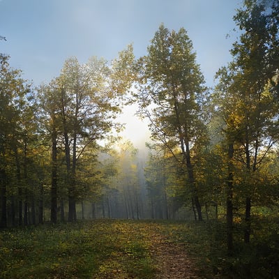 A dirt road surrounded by trees in a forest