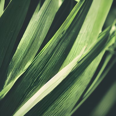 A close up of a green leafy plant