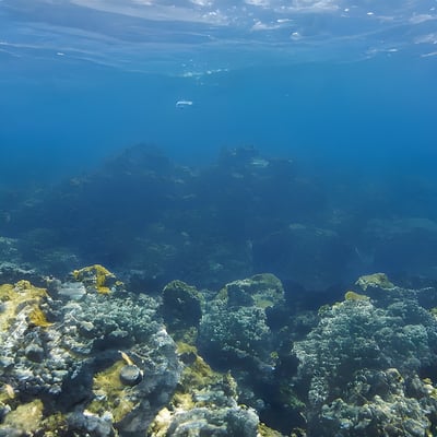 A large group of fish swimming over a coral reef