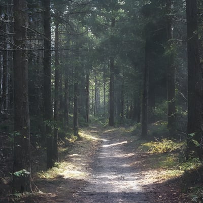 A dirt road in the middle of a forest