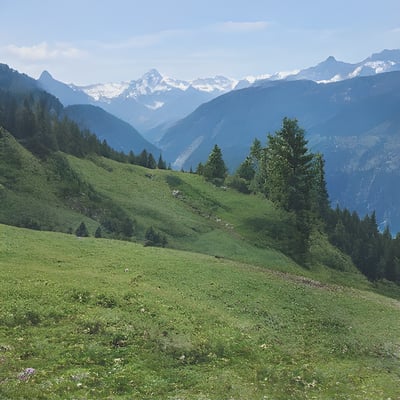 A cow standing on top of a lush green hillside