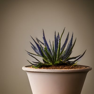 A potted plant in front of a grey background