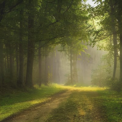 A dirt road in the middle of a forest