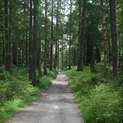A dirt road in the middle of a forest