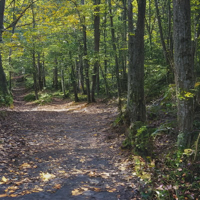 A path in the woods with lots of leaves on the ground