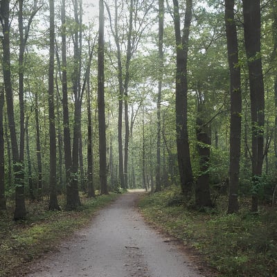 A dirt road in the middle of a forest